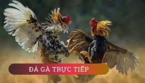 Hướng Dẫn Cách Chơi Đá Gà GA28 Tại S666 Để Thắng Cược Hiệu Quả