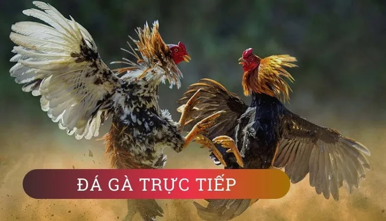 Hướng Dẫn Cách Chơi Đá Gà GA28 Tại S666 Để Thắng Cược Hiệu Quả